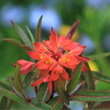 Euphorbia griffithii 'Fireglow'