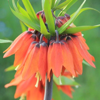 Fritillaria imperialis 'William Rex'