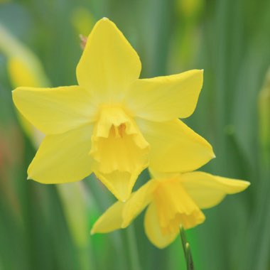 Narcissus 'Pipit'