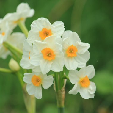 Narcissus 'Geranium' syn. Narcissus 'Advance'