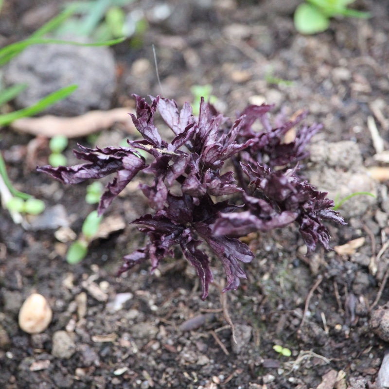 Actaea simplex (Atropurpurea Group) 'Brunette' syn. Cimicifuga simplex 'Brunette'