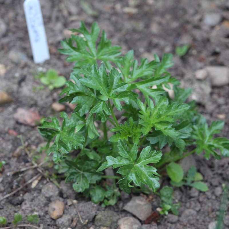 Malva moschata