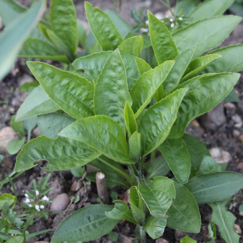 Helianthus 'Lemon Queen'