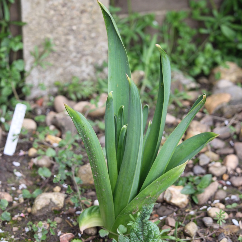 Plant image Eremurus