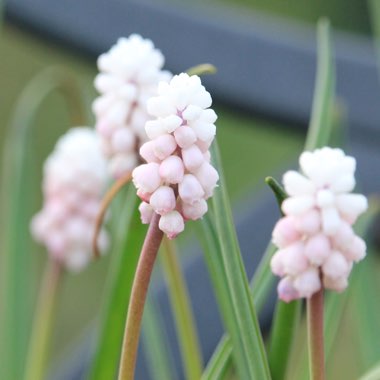 Muscari 'Pink Sunrise'