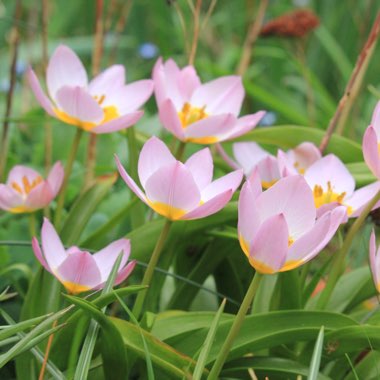 Tulipa saxatilis (Bakeri Group) 'Lilac Wonder'