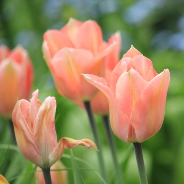 Tulipa 'Apricot Perfection'