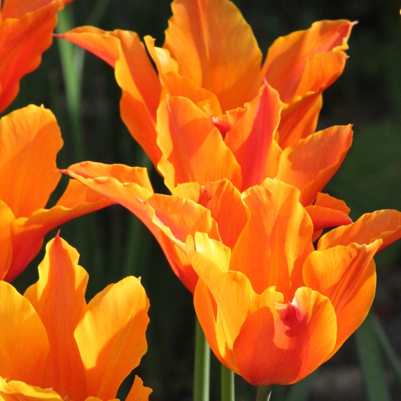 Tulipa 'Ballerina