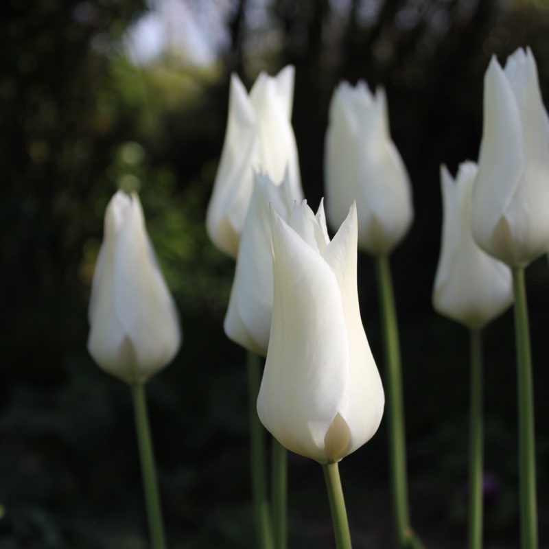 Tulipa 'White Triumphator'