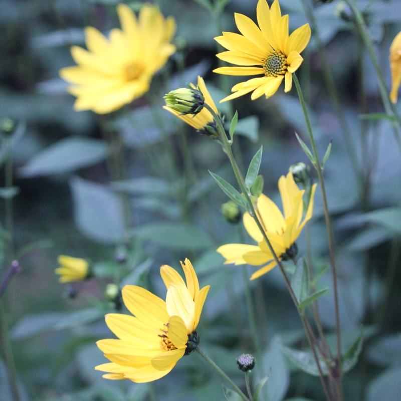 Helianthus 'Lemon Queen'