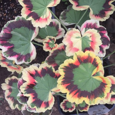 Pelargonium 'Contrast'