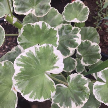 Pelargonium 'Wilhelm Langath'