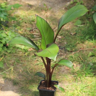 Ensete ventricosum 'Maurelii' syn. Ensete ventricosum 'Rubrum', Ensete 'Maurelii', Musa 'Santa Morelli'