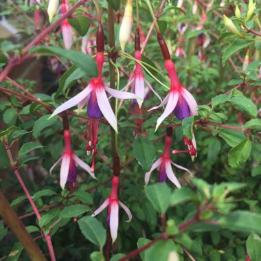 Fuchsia magellanica 'Lady Bacon'