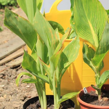 Canna 'Trinacria Variegata' syn. Canna 'Bangkok', Canna 'Striped Beauty', Canna 'Christ's Light', Canna 'King of Siam', Canna 'Minerva', Canna 'Trinervia Nirvana Variegata', Canna 'Nirvana'