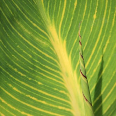 Canna 'Pretoria' syn. Canna 'Bengal Tiger', Canna 'Striata', Canna 'Palida', Canna 'Malawiensis', Canna 'Malawiensis Variegata', Canna 'Praetoria', Canna 'Pretoria Variegata', Canna 'Kaepit'