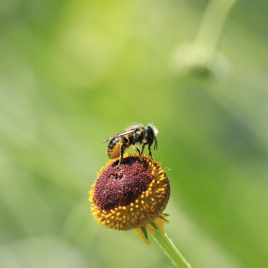 Helenium puberulum 'Autumn Lollipop'