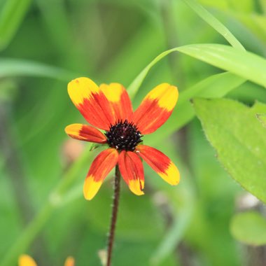 Rudbeckia triloba 'Prairie Glow'