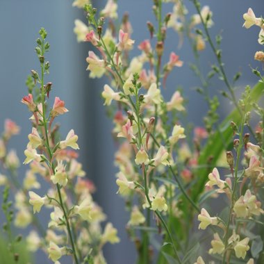 Linaria 'Peachy'