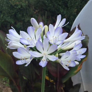 Agapanthus 'Phantom'