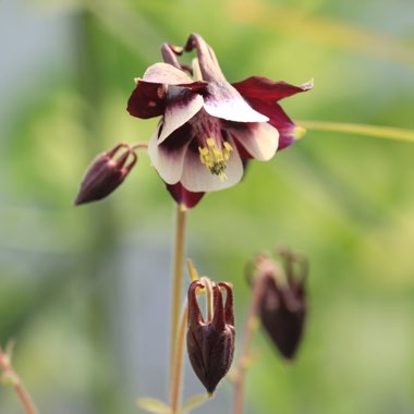 Aquilegia vulgaris 'William Guiness'