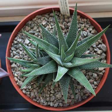 Haworthia Fasciata Concolor