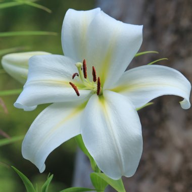 Lilium 'Gizmo'