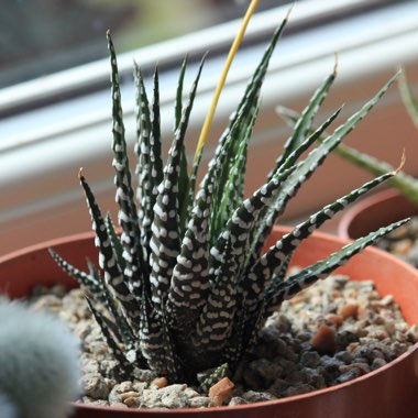 Haworthiopsis attenuata var. attenuata 'Striata' syn. Haworthia attenuata 'Striata'