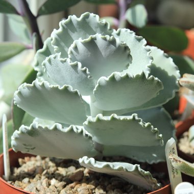 Cotyledon Mucronata