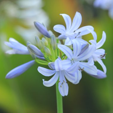 Agapanthus 'Wembworthy'