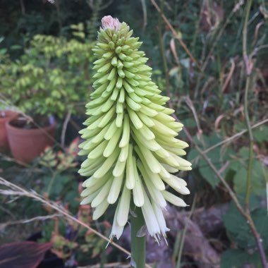 Kniphofia 'Ice Queen'