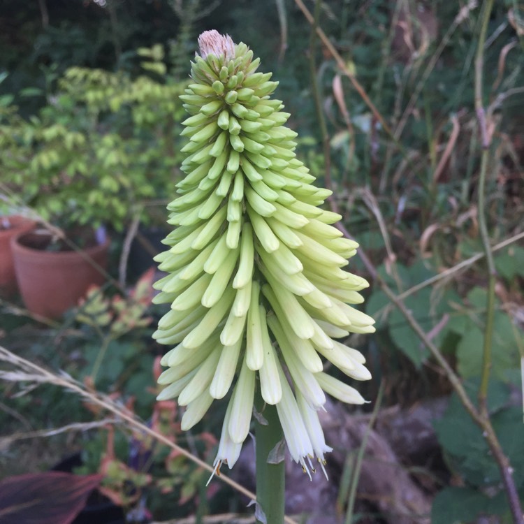 Plant image Kniphofia 'Ice Queen'