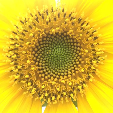 Helianthus annuus 'Giant Single'