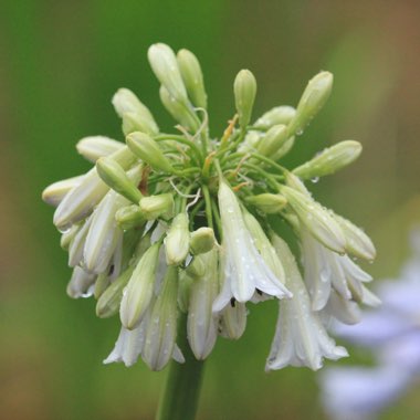 Agapanthus inapertus 'Crystal Drop'