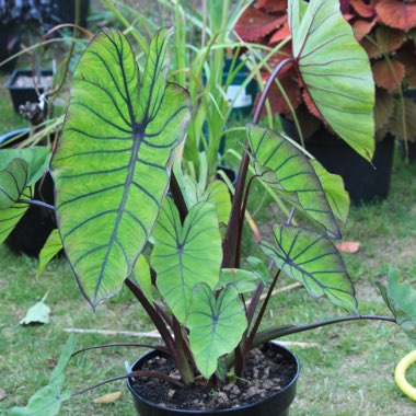 Colocasia esculenta 'Blue Hawaii' (Royal Hawaiian Series)