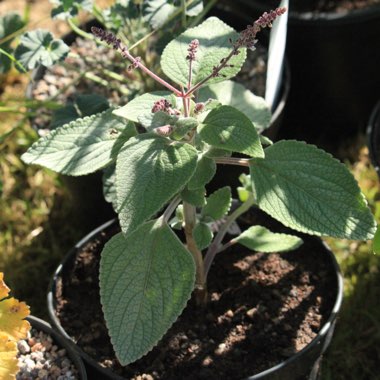 Plectranthus argentatus