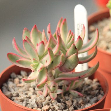 Crassula Rubricaulis Variegated