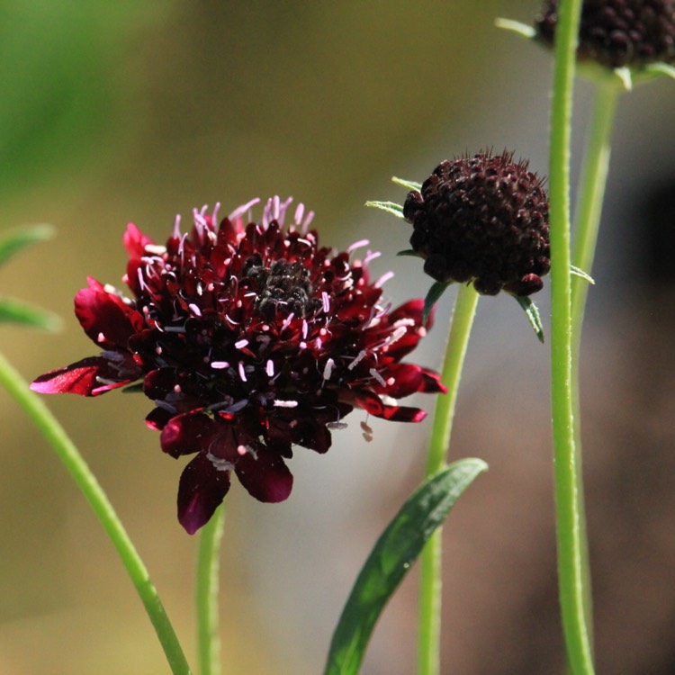 Plant image Scabiosa atropurpurea 'Chile Black'