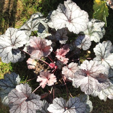 Heuchera 'Glitter'