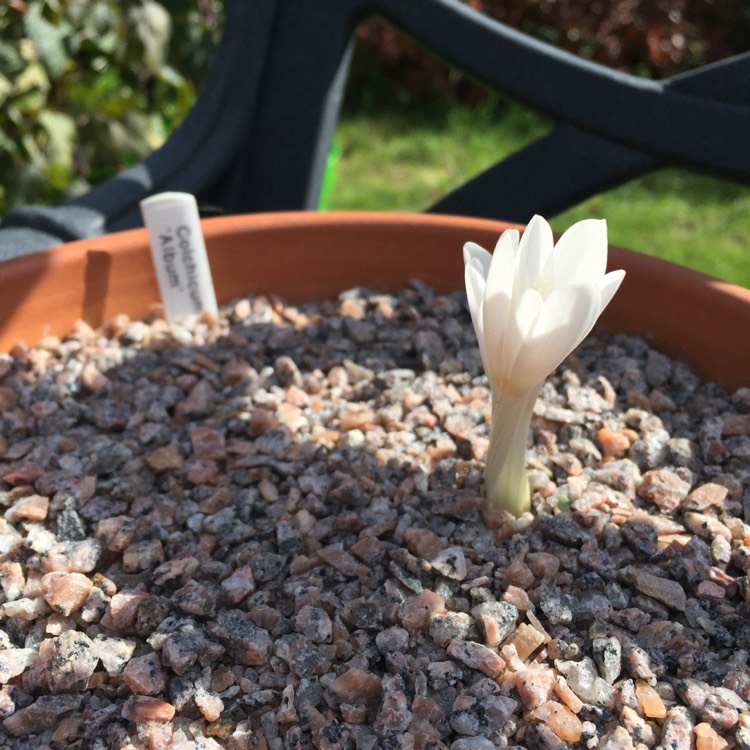 Plant image Colchicum autumnale 'Album'