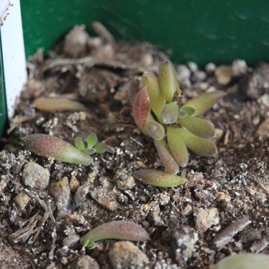 Sinocrassula Yunnanensis