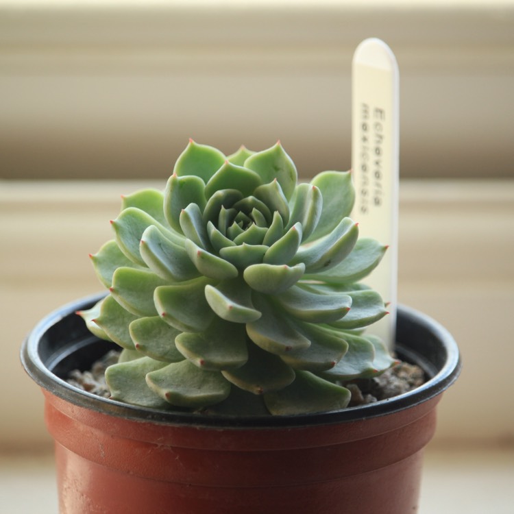 Plant image Echeveria Mexicensis