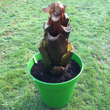 Ensete ventricosum 'Maurelii' syn. Ensete ventricosum 'Rubrum', Ensete 'Maurelii', Musa 'Santa Morelli'