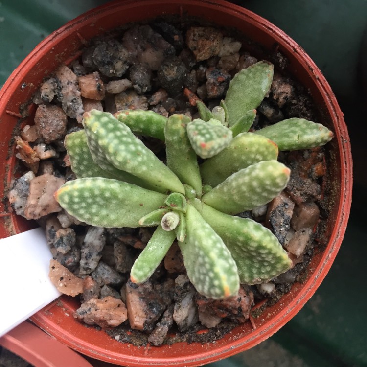 Plant image Crassula ausensis subsp. titanopsis