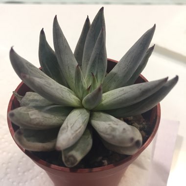 Echeveria Unguiculata