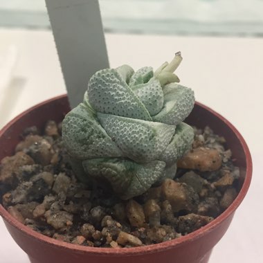 Crassula deceptor syn. Crassula deceptrix