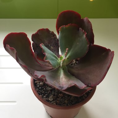 Echeveria Gigantea Sp.