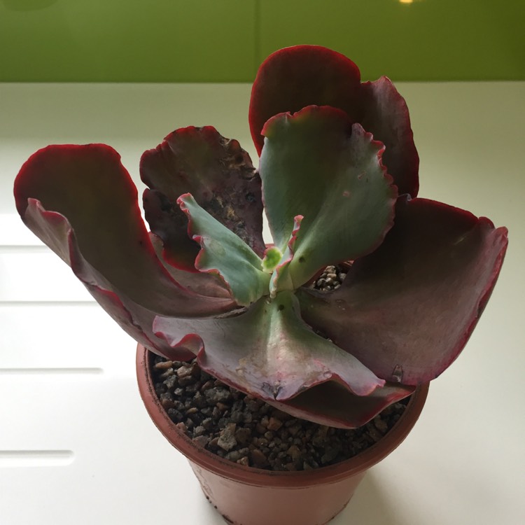 Plant image Echeveria Gigantea Sp.