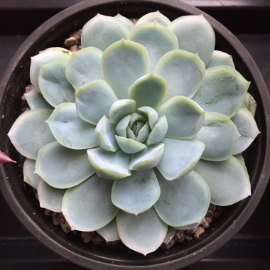 Echeveria Elegans