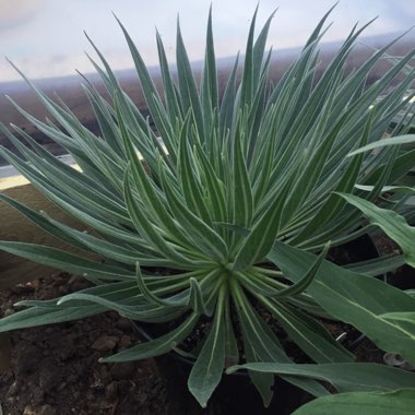 Echium wildpretii